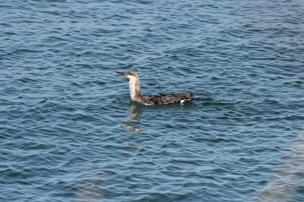Black-throated Loon