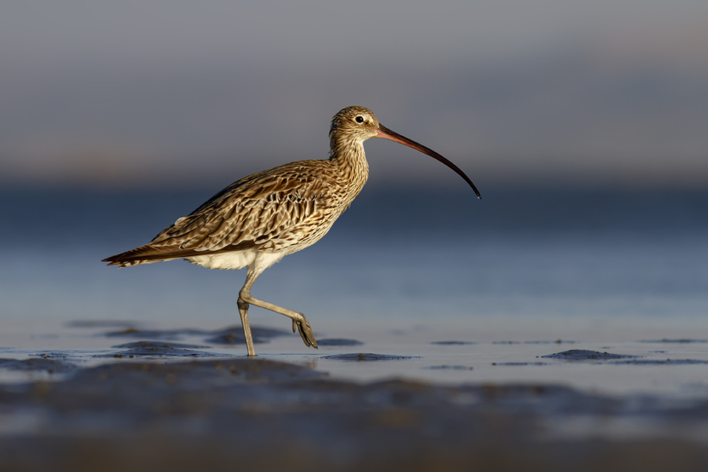 Eurasian Curlew