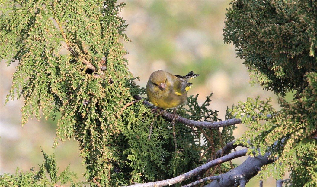 European Greenfinch