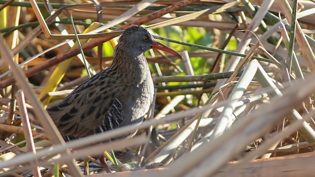 Water Rail