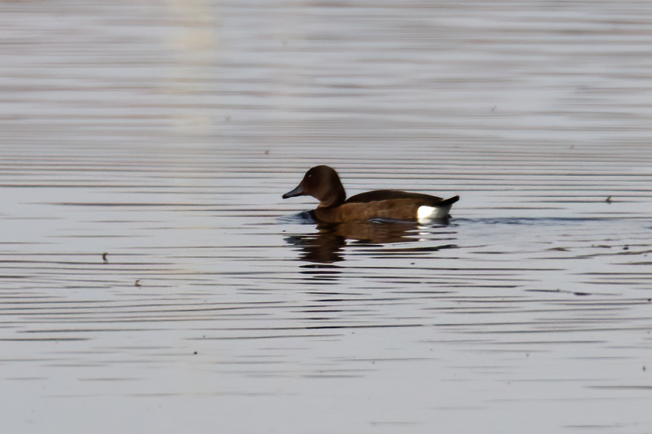 Ferruginous Duck