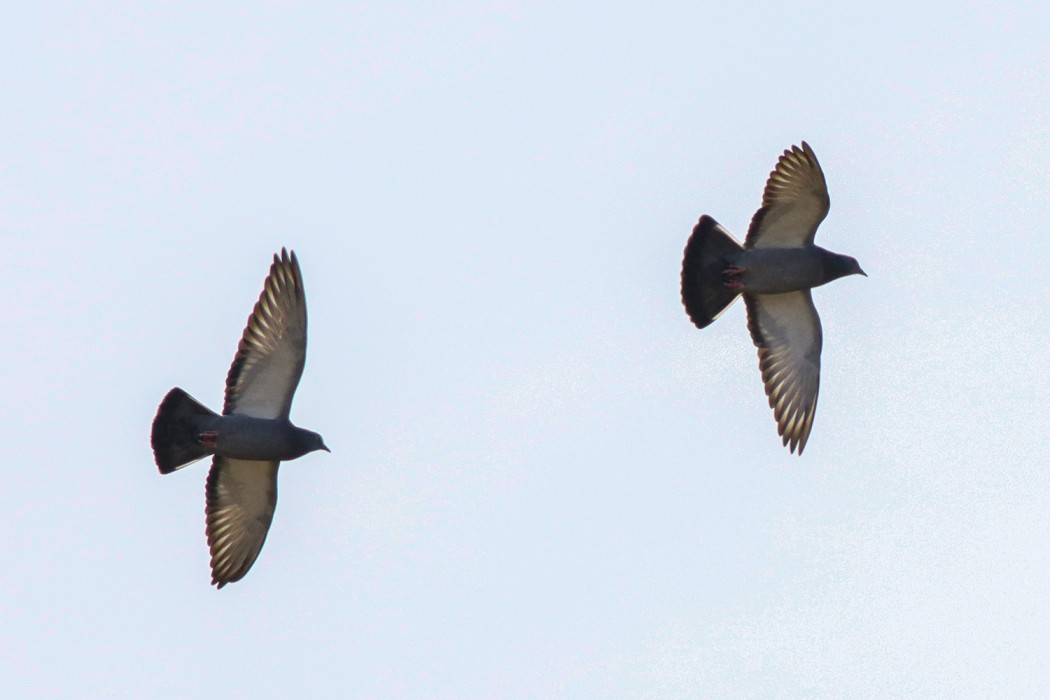 Rock Dove