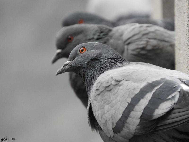 Rock Dove