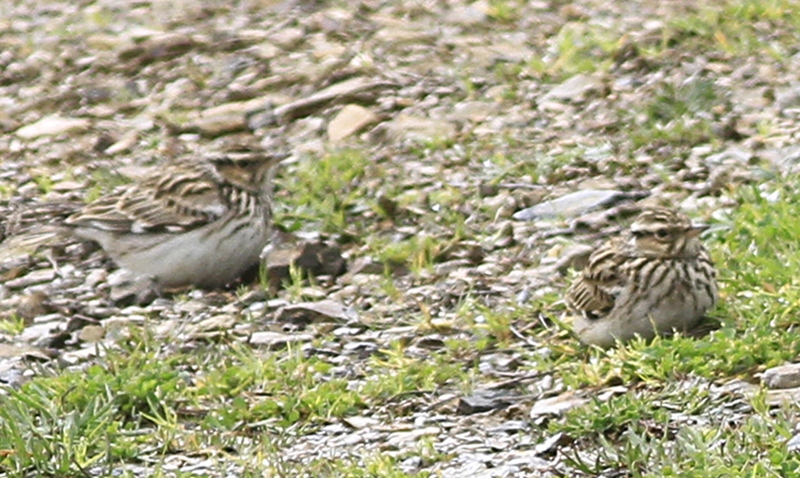 Woodlark