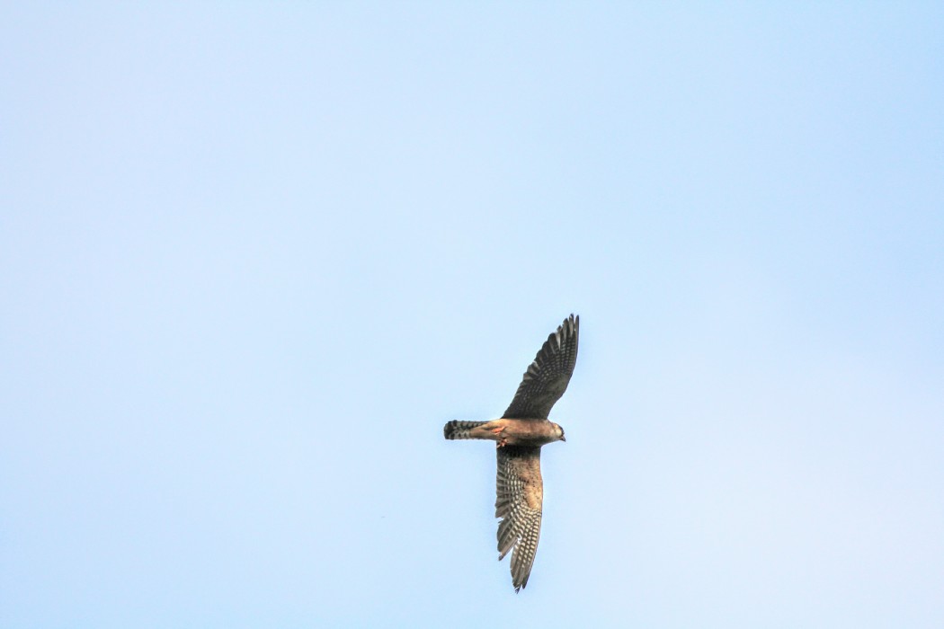 Red-footed Falcon