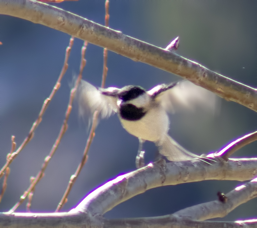 Sombre Tit