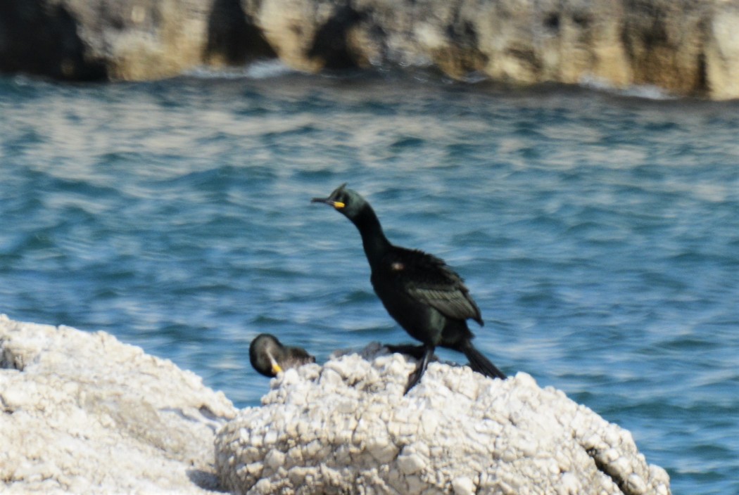 European Shag