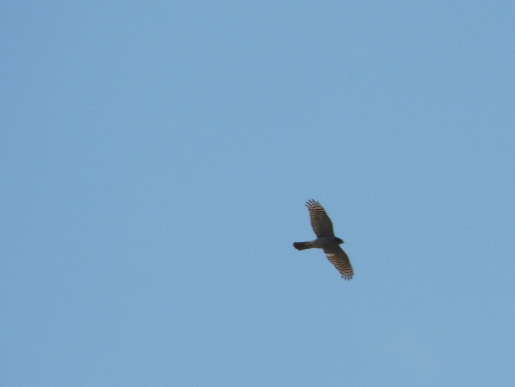 Eurasian Sparrowhawk