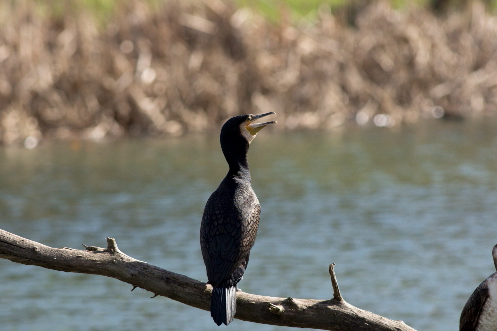 Great Cormorant