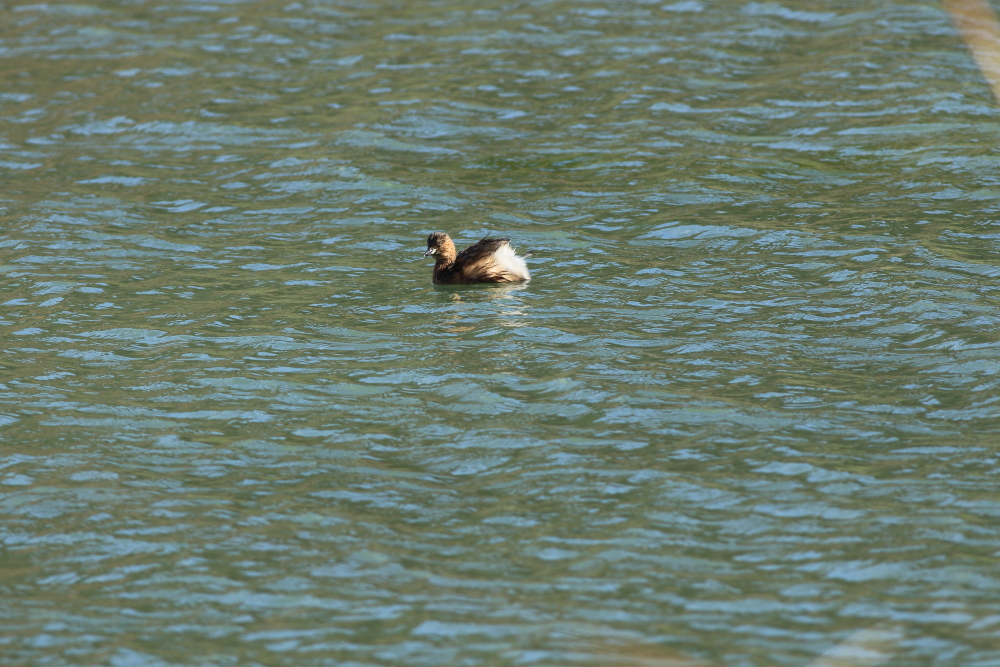 Little Grebe