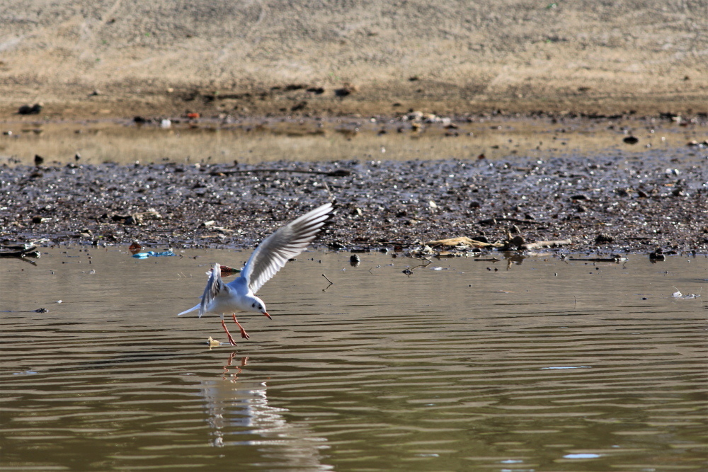Black-headed Gull