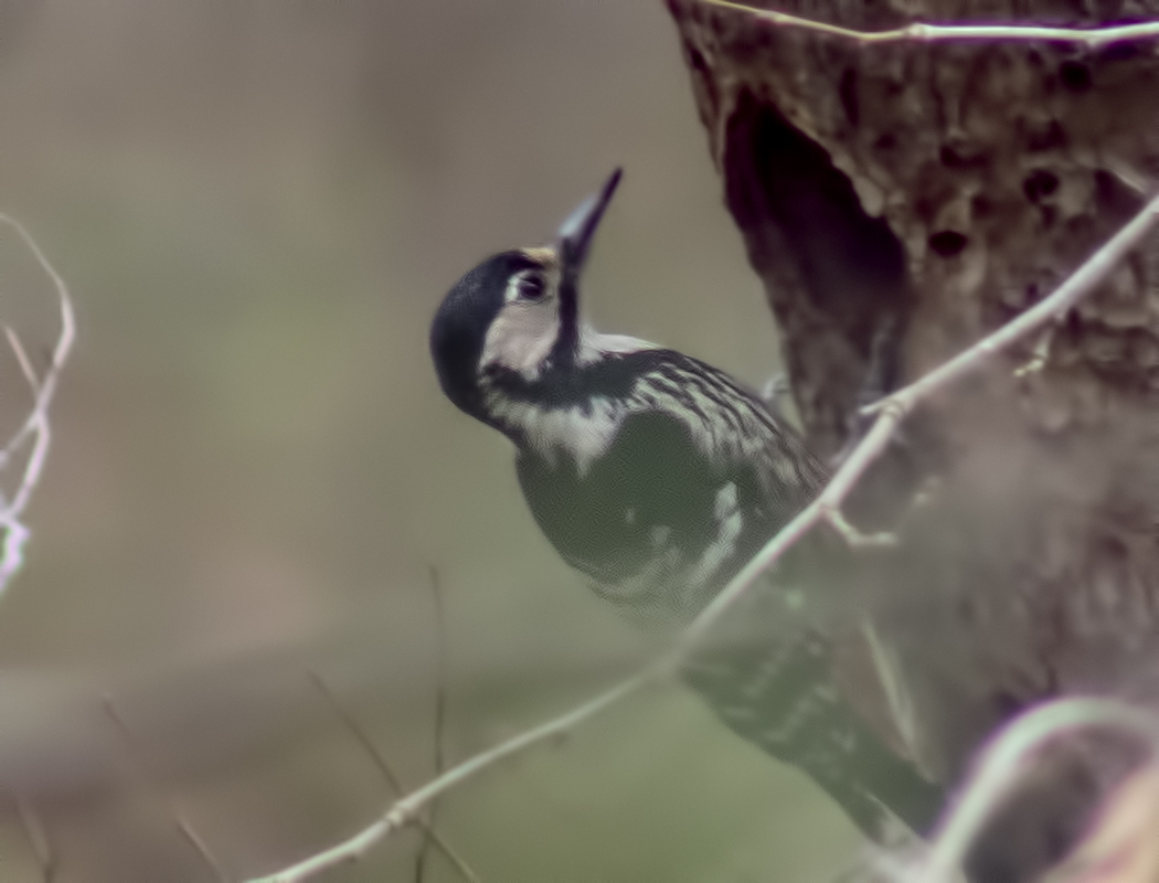 White-backed Woodpecker