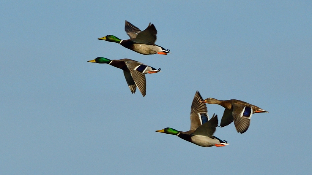 Mallard