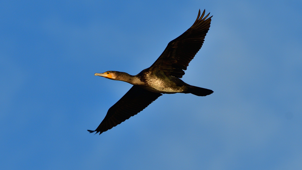 Great Cormorant