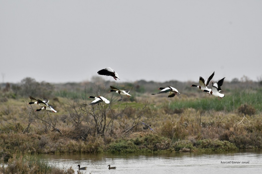 Common Shelduck