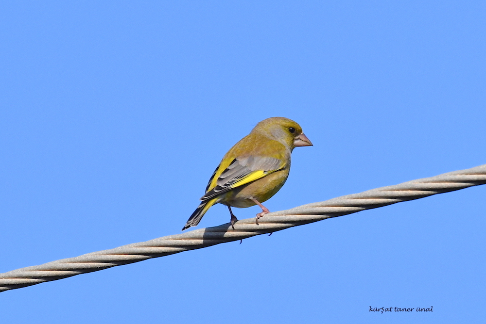 European Greenfinch