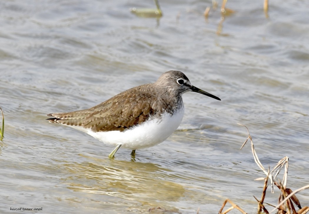 Green Sandpiper