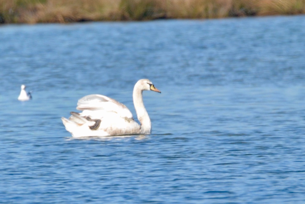 Mute Swan
