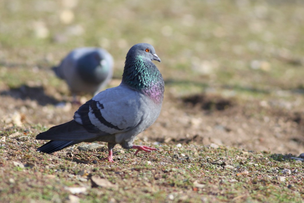 Rock Dove