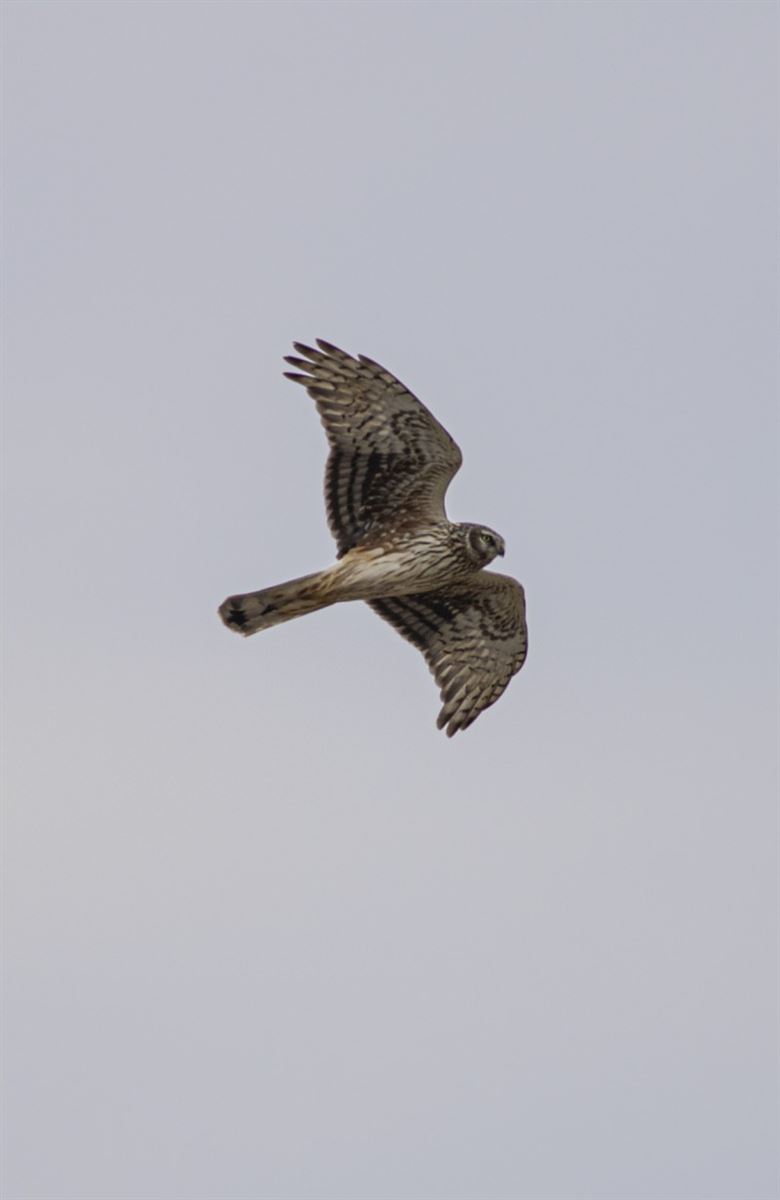 Hen Harrier