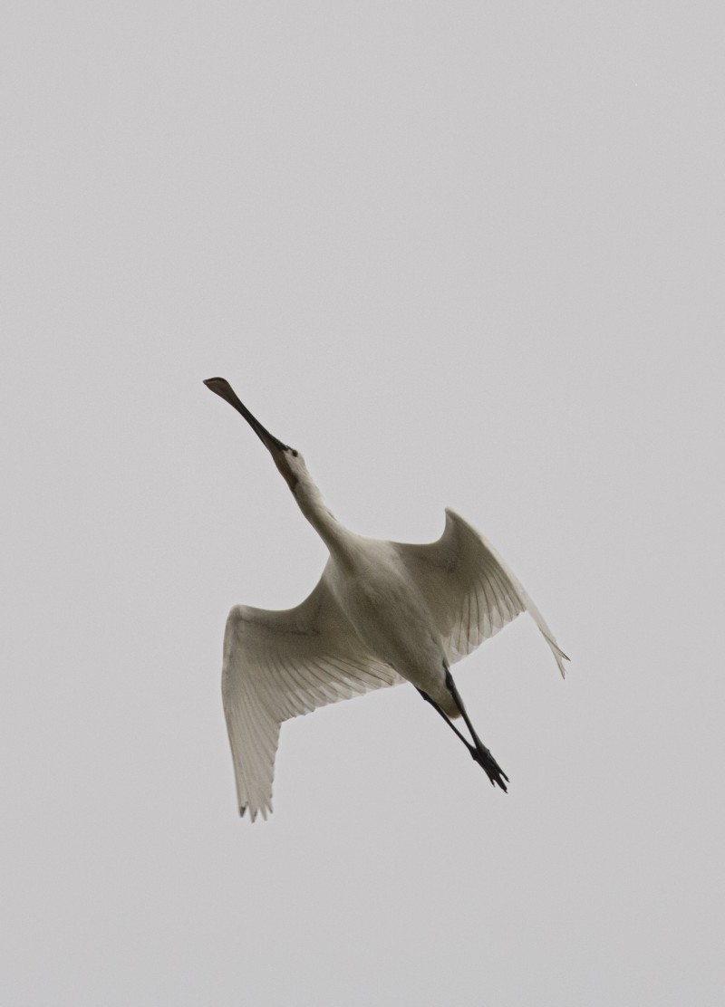 Eurasian Spoonbill