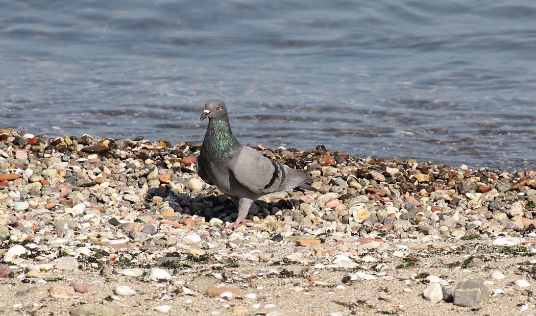 Rock Dove