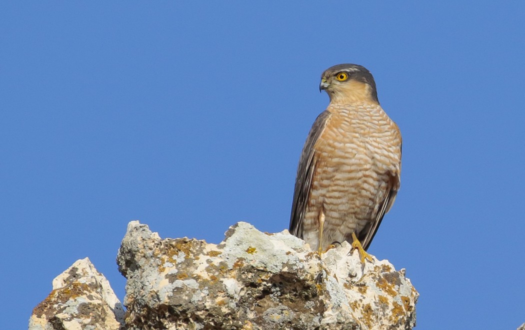 Eurasian Sparrowhawk