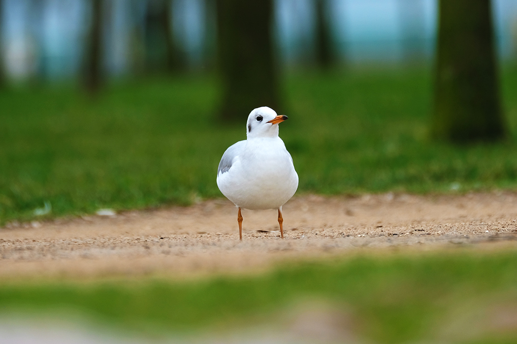 Black-headed Gull