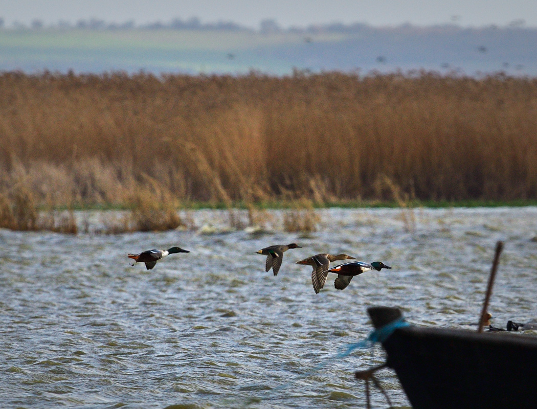Northern Shoveler