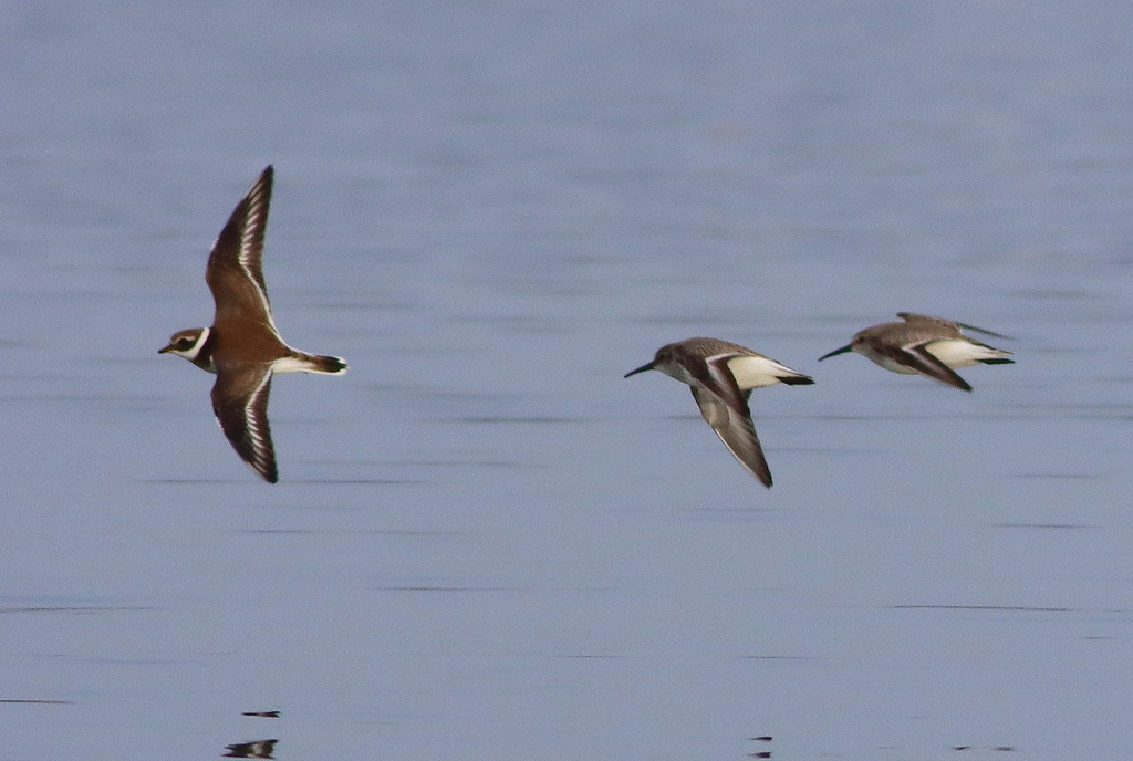 Common Ringed Plover