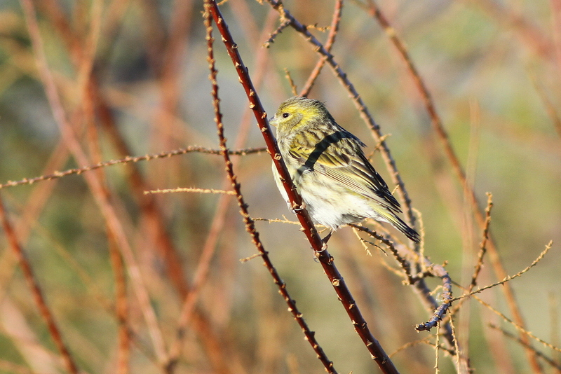 European Serin