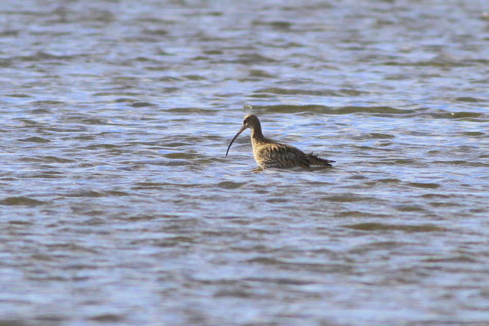 Eurasian Curlew