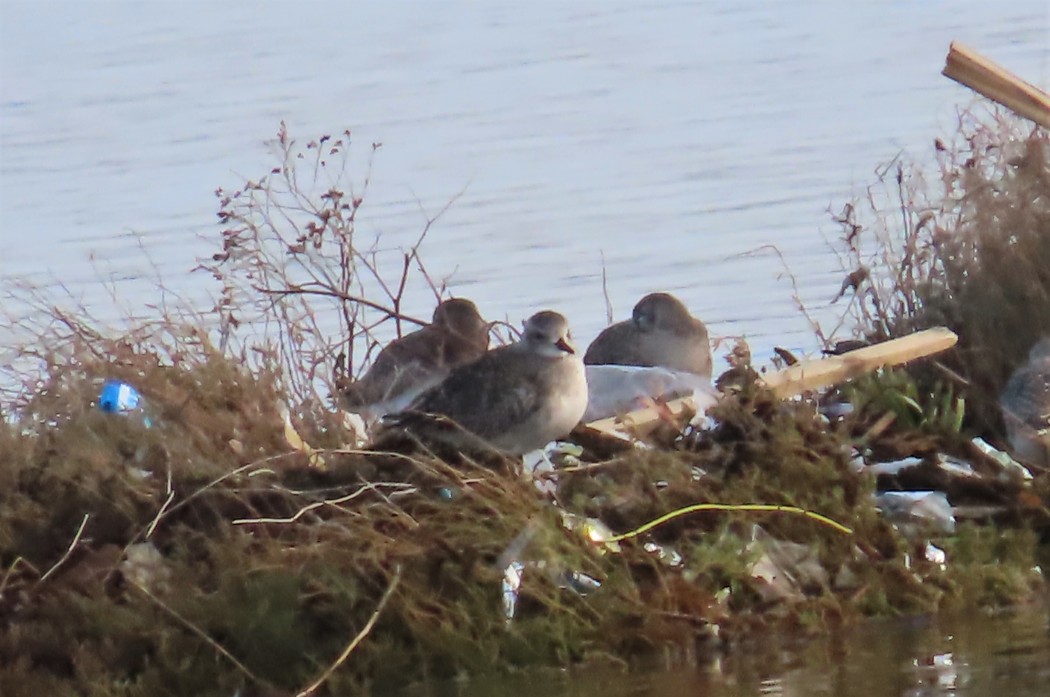 Grey Plover