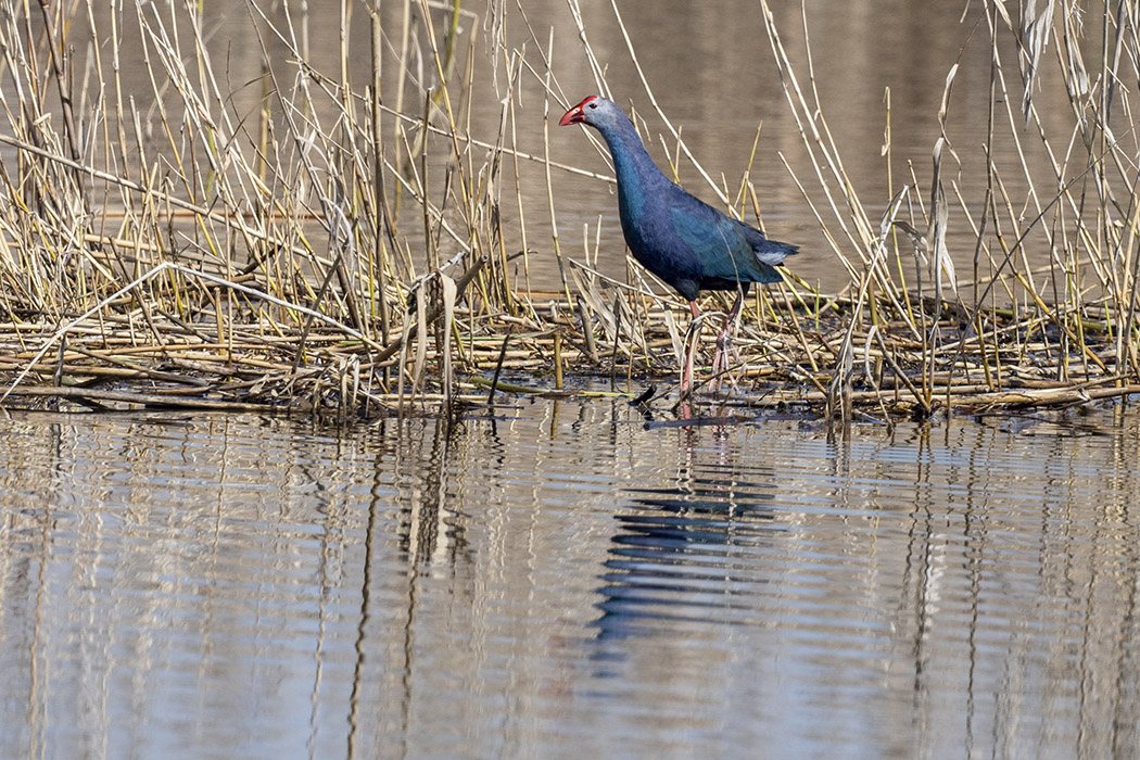 Grey-headed Swamphen
