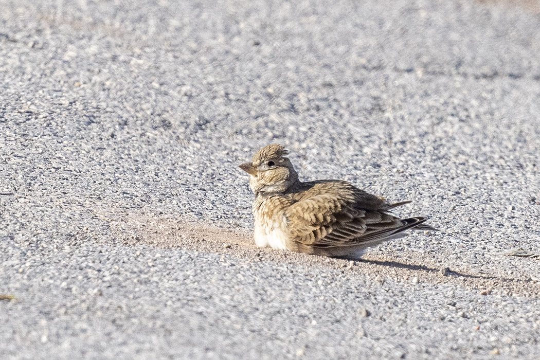 Calandra Lark