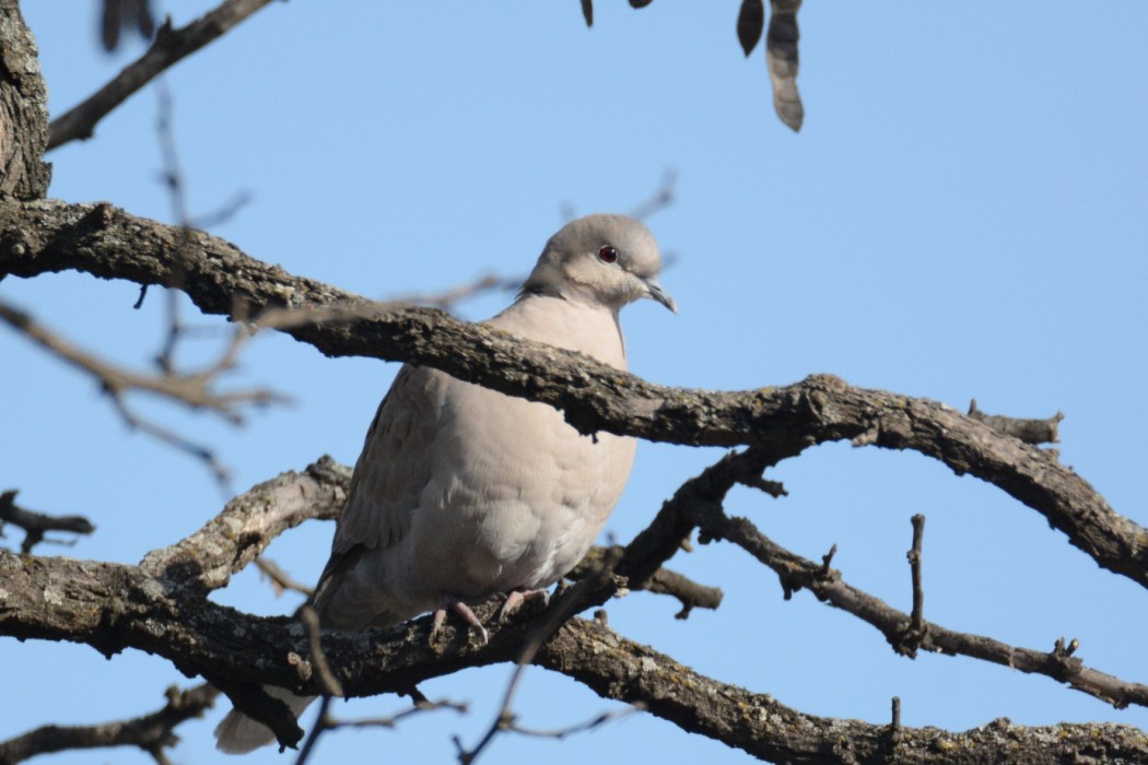 Eurasian Collared Dove