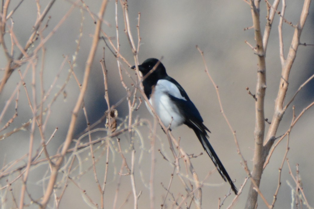 Eurasian Magpie