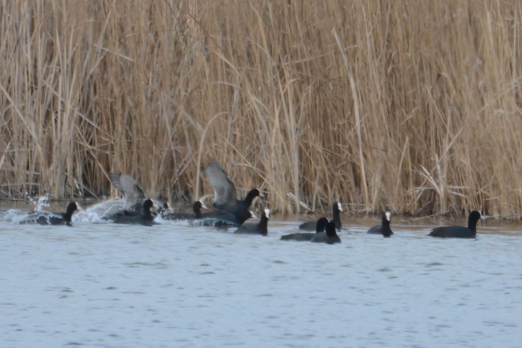 Eurasian Coot