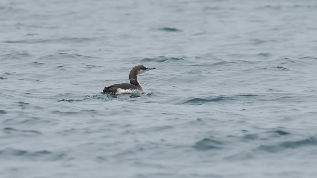 Black-throated Loon