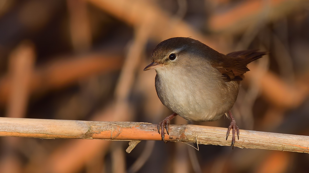 Cetti`s Warbler