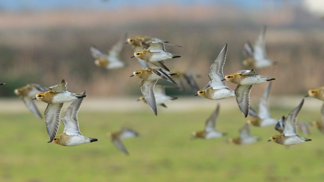 European Golden Plover
