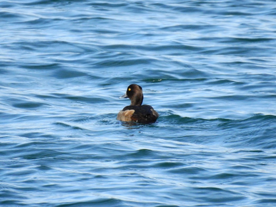 Tufted Duck