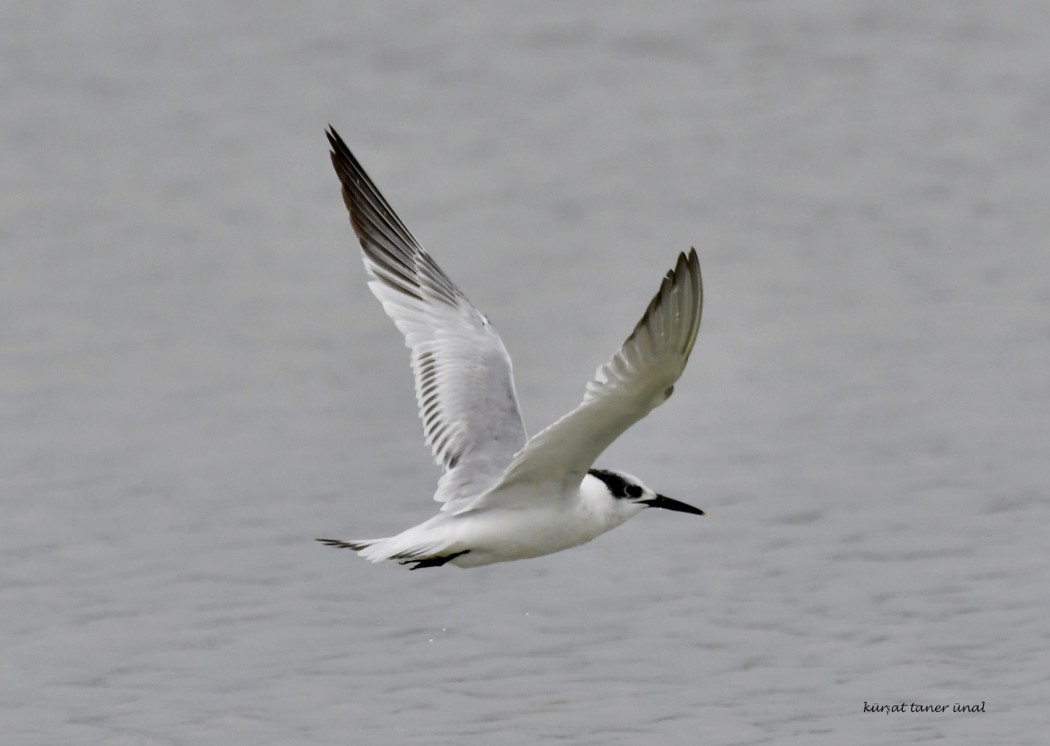 Sandwich Tern