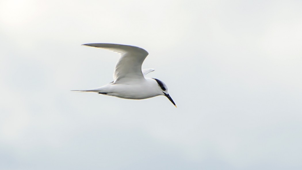 Sandwich Tern