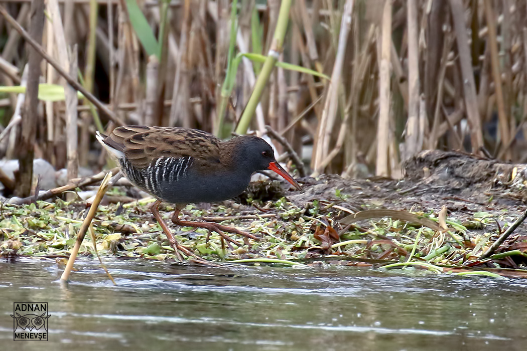 Water Rail