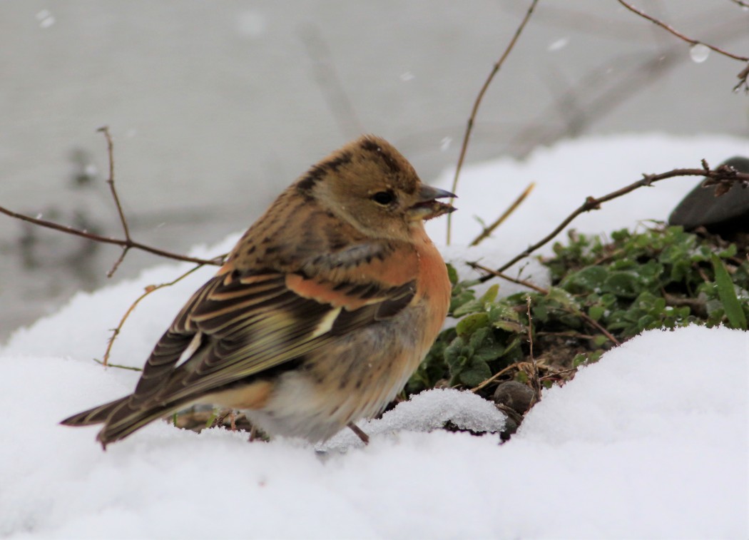 Brambling