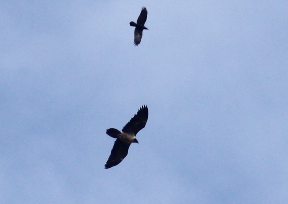 Bearded Vulture