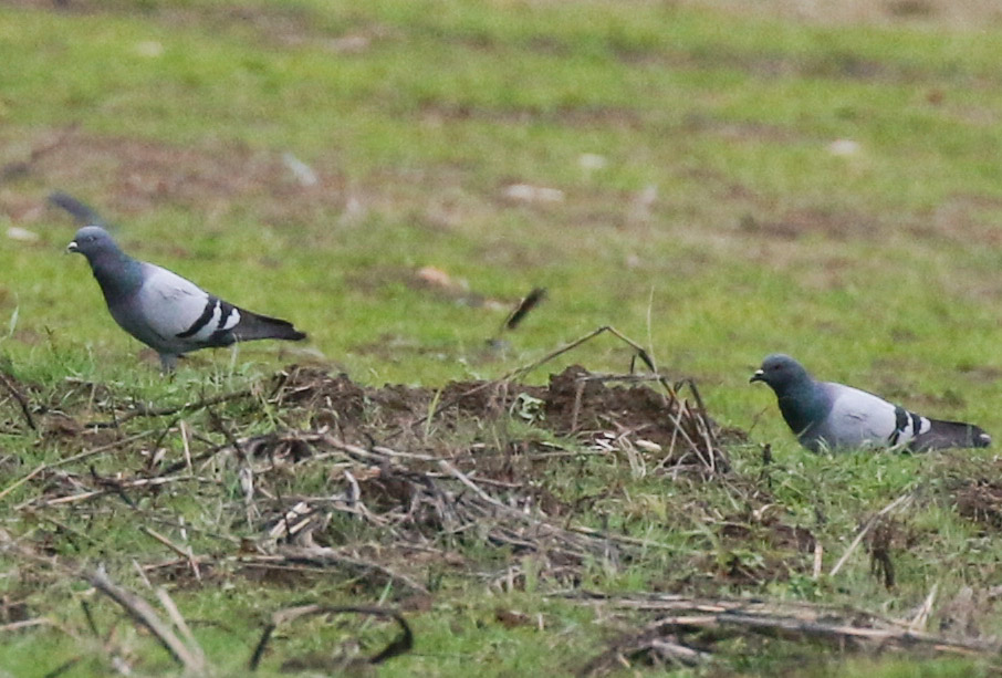 Rock Dove