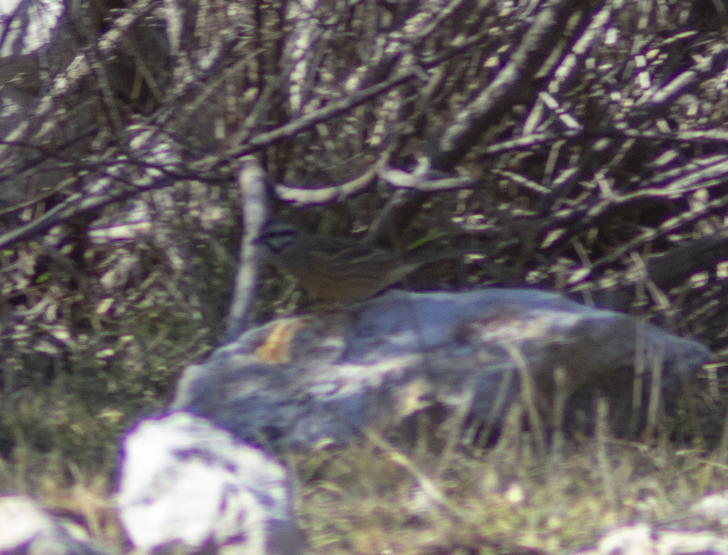 Rock Bunting
