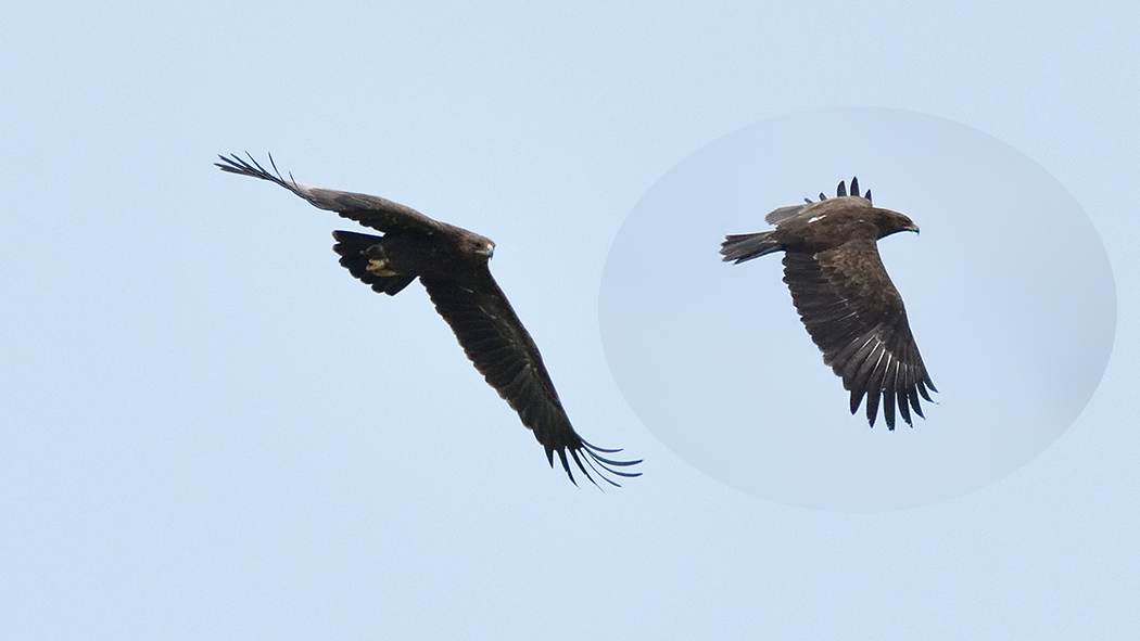 Greater Spotted Eagle